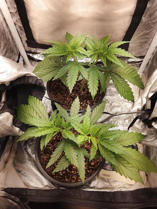 ETHOS Grape Diamonds & Lemon Cherry Pie. Week 4 - 30/04