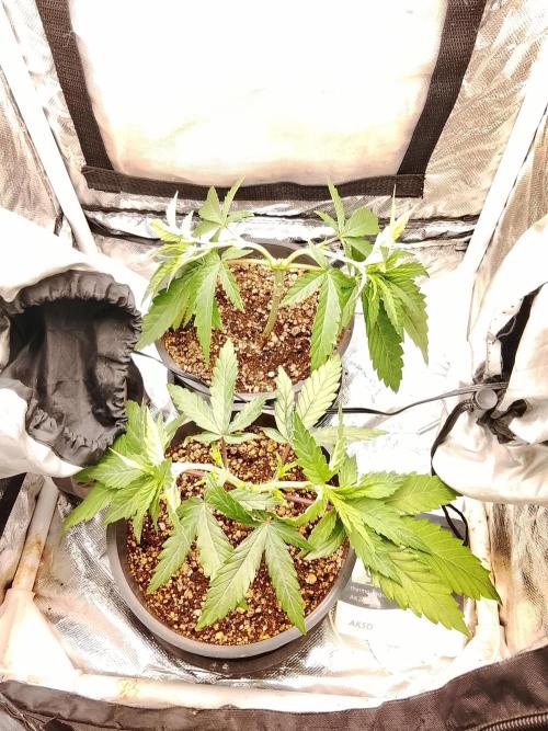 ETHOS Grape Diamonds & Lemon Cherry Pie. Week 4 - 30/04
