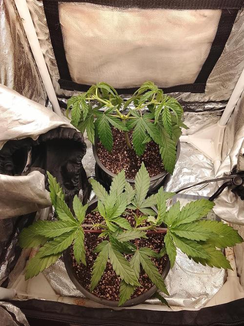 ETHOS Grape Diamonds & Lemon Cherry Pie. Week 4 - 01/05