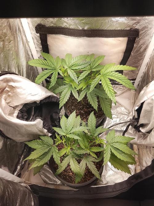 ETHOS Grape Diamonds & Lemon Cherry Pie. Week 4 - 03/05