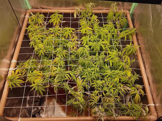 ETHOS Grape Diamonds & Lemon Cherry Pie. Week 10 - 01 DIAS