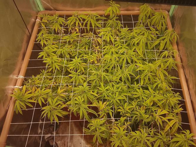 ETHOS Grape Diamonds & Lemon Cherry Pie. Week 10 - 01 DIAS