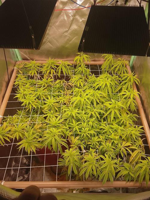 ETHOS Grape Diamonds & Lemon Cherry Pie. Week 10 - 02 DIAS