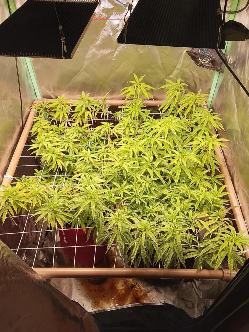 ETHOS Grape Diamonds & Lemon Cherry Pie. Week 10 - 04 DIAS