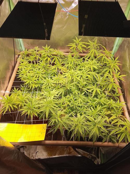 ETHOS Grape Diamonds & Lemon Cherry Pie. Week 10 - 05 DIAS