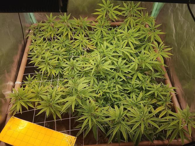 ETHOS Grape Diamonds & Lemon Cherry Pie. Week 10 - 06 dias