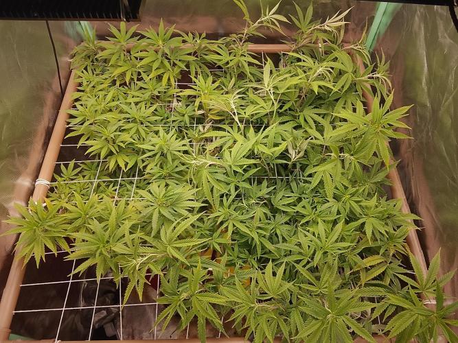 ETHOS Grape Diamonds & Lemon Cherry Pie. Week 10 - 07 dias