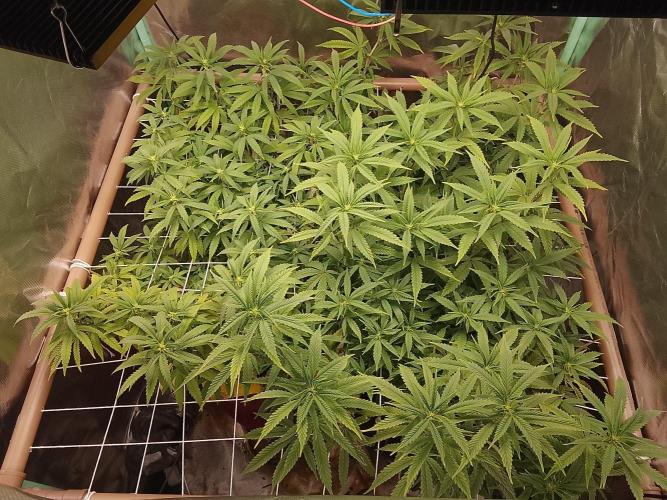 ETHOS Grape Diamonds & Lemon Cherry Pie. Week 11
