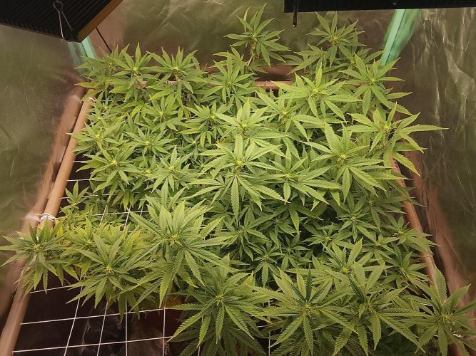ETHOS Grape Diamonds & Lemon Cherry Pie. Week 11