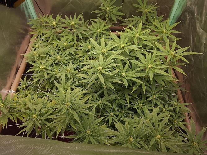 ETHOS Grape Diamonds & Lemon Cherry Pie. Week 11