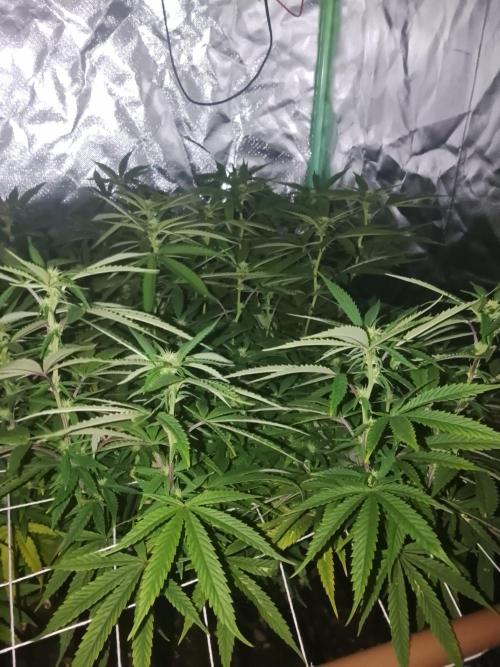 ETHOS Grape Diamonds & Lemon Cherry Pie. Week 11