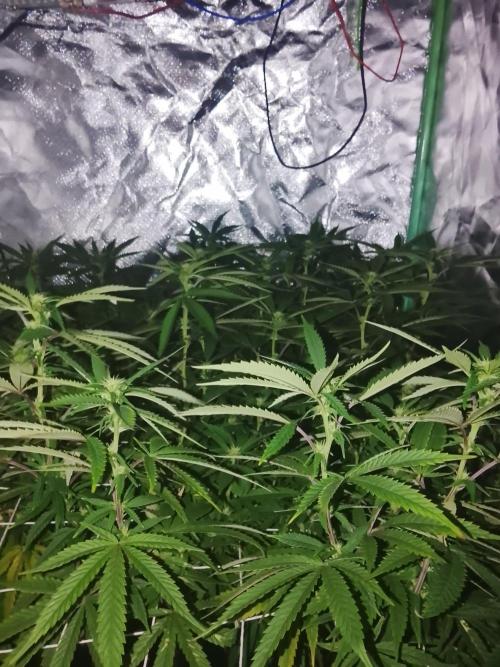ETHOS Grape Diamonds & Lemon Cherry Pie. Week 11
