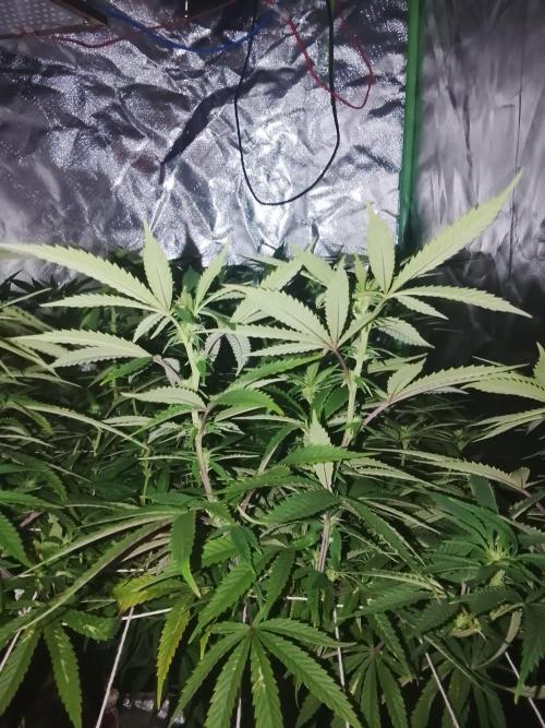 ETHOS Grape Diamonds & Lemon Cherry Pie. Week 11