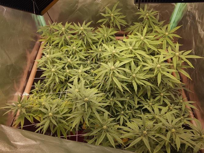 ETHOS Grape Diamonds & Lemon Cherry Pie. Week 11