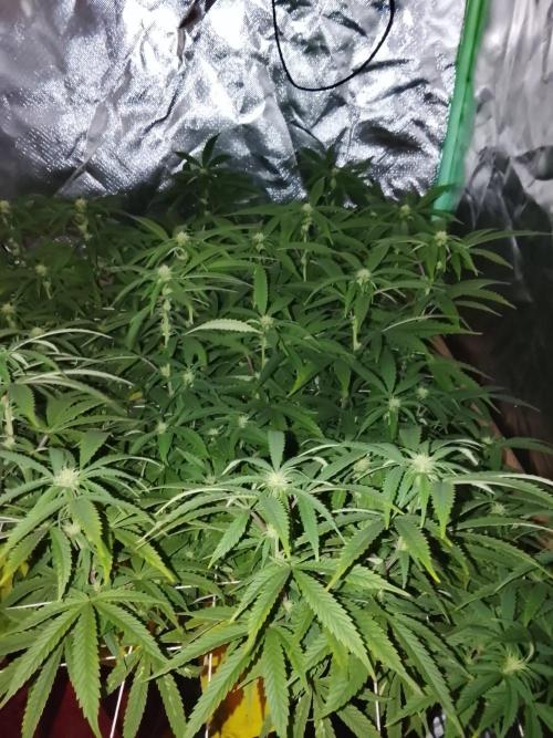 ETHOS Grape Diamonds & Lemon Cherry Pie. Week 11