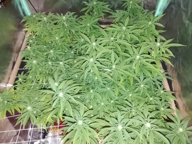 ETHOS Grape Diamonds & Lemon Cherry Pie. Week 11 - Good evening