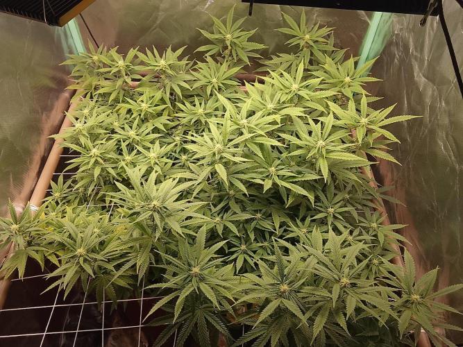 ETHOS Grape Diamonds & Lemon Cherry Pie. Week 12