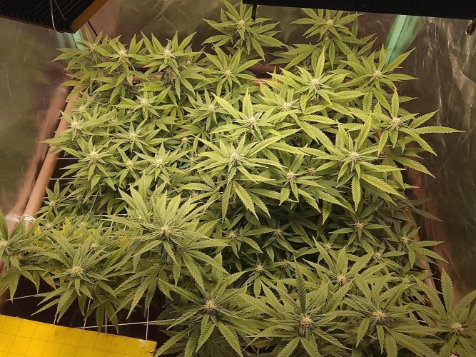 ETHOS Grape Diamonds & Lemon Cherry Pie. Week 12