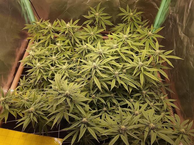 ETHOS Grape Diamonds & Lemon Cherry Pie. Week 12