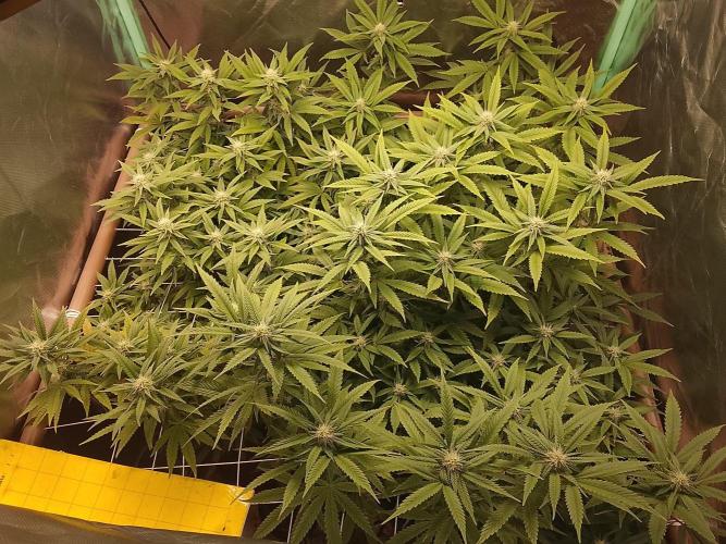 ETHOS Grape Diamonds & Lemon Cherry Pie. Week 12