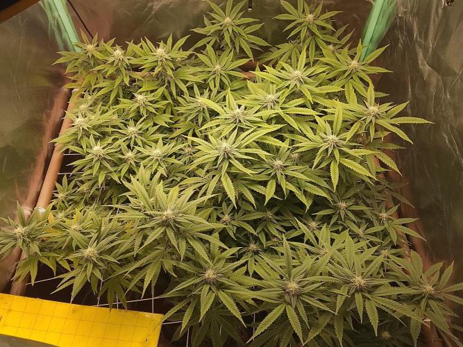 ETHOS Grape Diamonds & Lemon Cherry Pie. Week 12