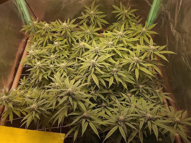 ETHOS Grape Diamonds & Lemon Cherry Pie. Week 12