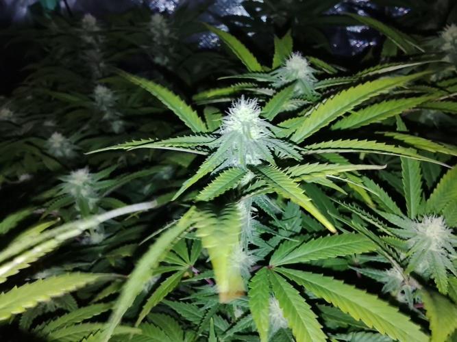 ETHOS Grape Diamonds & Lemon Cherry Pie. Week 12