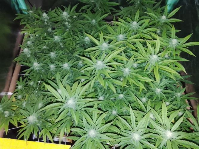 ETHOS Grape Diamonds & Lemon Cherry Pie. Week 12