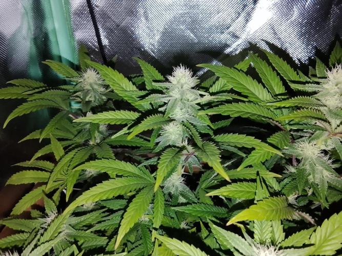 ETHOS Grape Diamonds & Lemon Cherry Pie. Week 12