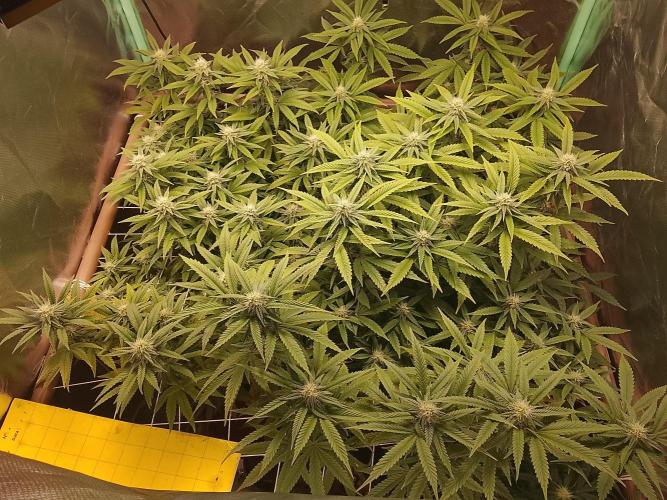 ETHOS Grape Diamonds & Lemon Cherry Pie. Week 13