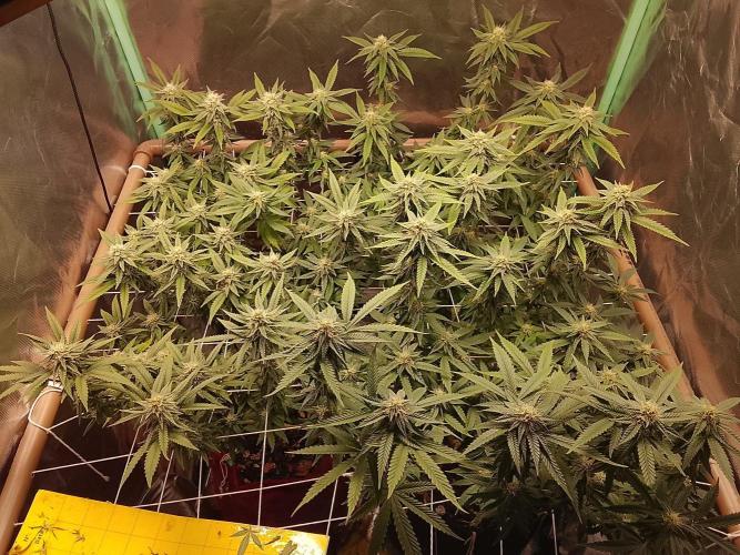 ETHOS Grape Diamonds & Lemon Cherry Pie. Week 13