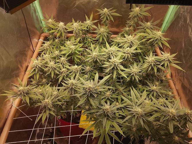 ETHOS Grape Diamonds & Lemon Cherry Pie. Week 13