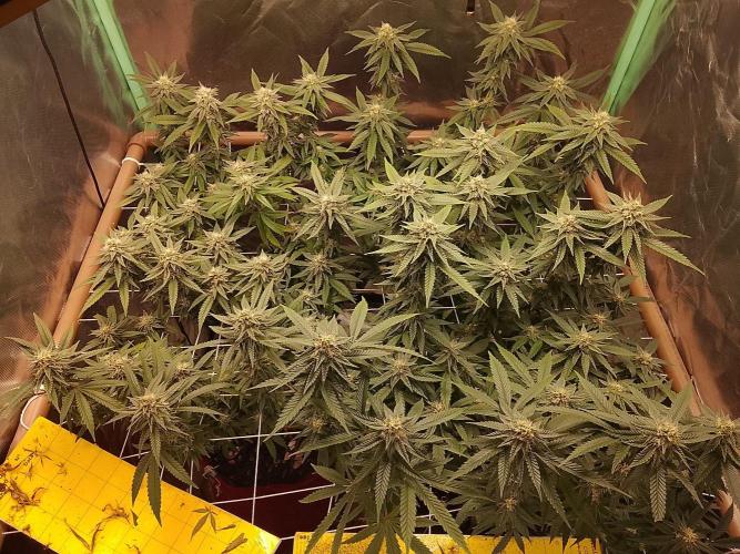 ETHOS Grape Diamonds & Lemon Cherry Pie. Week 13