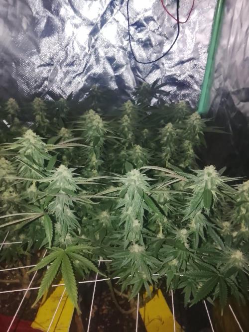 ETHOS Grape Diamonds & Lemon Cherry Pie. Week 13