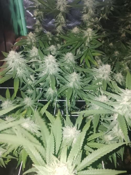 ETHOS Grape Diamonds & Lemon Cherry Pie. Week 13