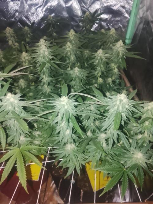 ETHOS Grape Diamonds & Lemon Cherry Pie. Week 13