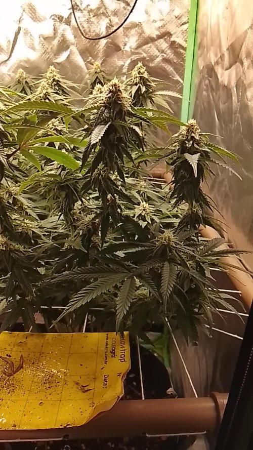 ETHOS Grape Diamonds & Lemon Cherry Pie