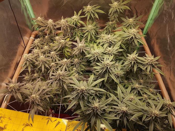 ETHOS Grape Diamonds & Lemon Cherry Pie. Week 14
