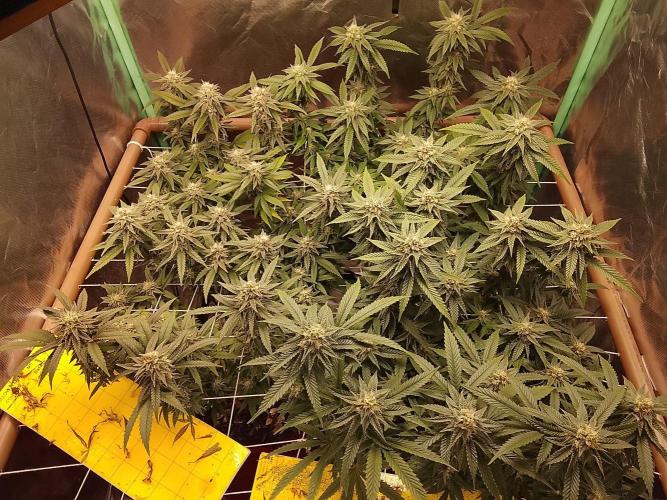 ETHOS Grape Diamonds & Lemon Cherry Pie. Week 14