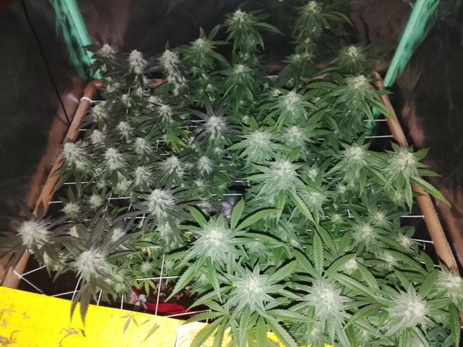 ETHOS Grape Diamonds & Lemon Cherry Pie. Week 14