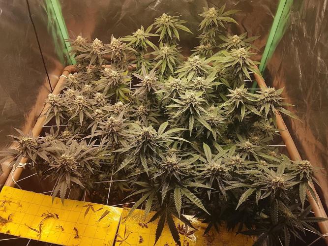 ETHOS Grape Diamonds & Lemon Cherry Pie. Week 14