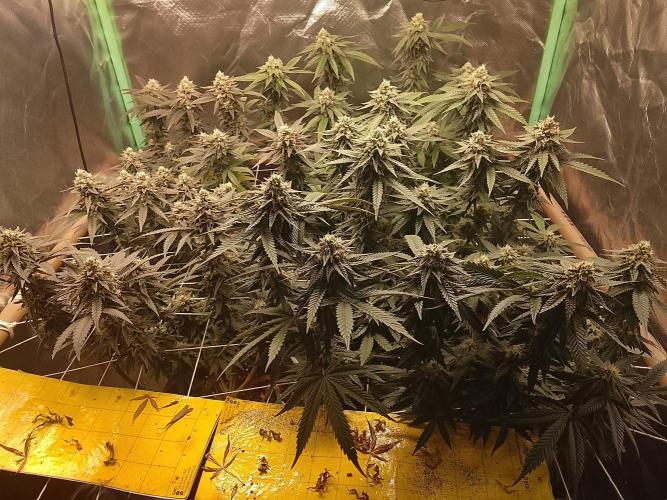 ETHOS Grape Diamonds & Lemon Cherry Pie. Week 14