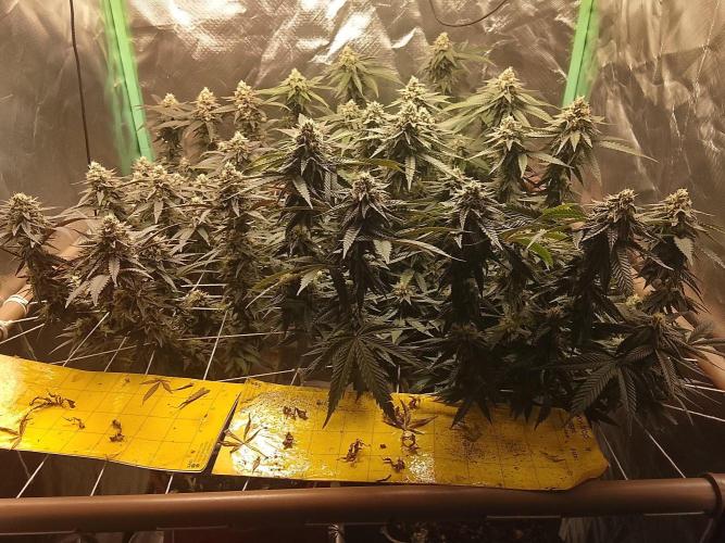 ETHOS Grape Diamonds & Lemon Cherry Pie. Week 14
