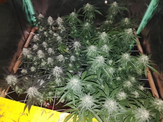 ETHOS Grape Diamonds & Lemon Cherry Pie. Week 14