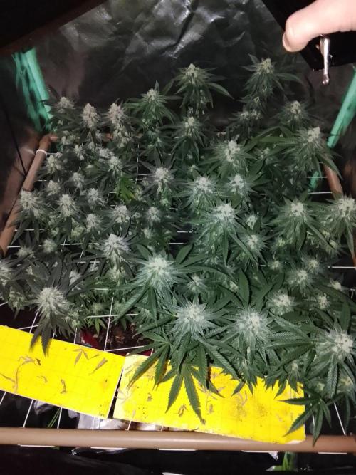 ETHOS Grape Diamonds & Lemon Cherry Pie. Week 15