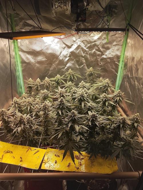 ETHOS Grape Diamonds & Lemon Cherry Pie. Week 15