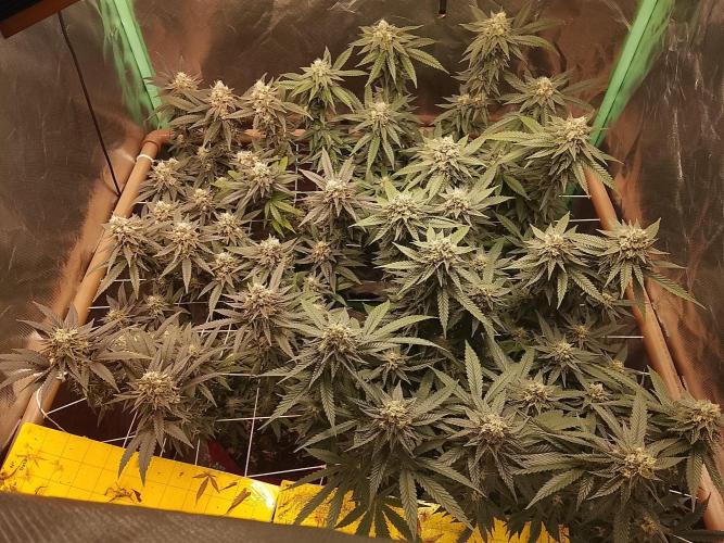 ETHOS Grape Diamonds & Lemon Cherry Pie. Week 15