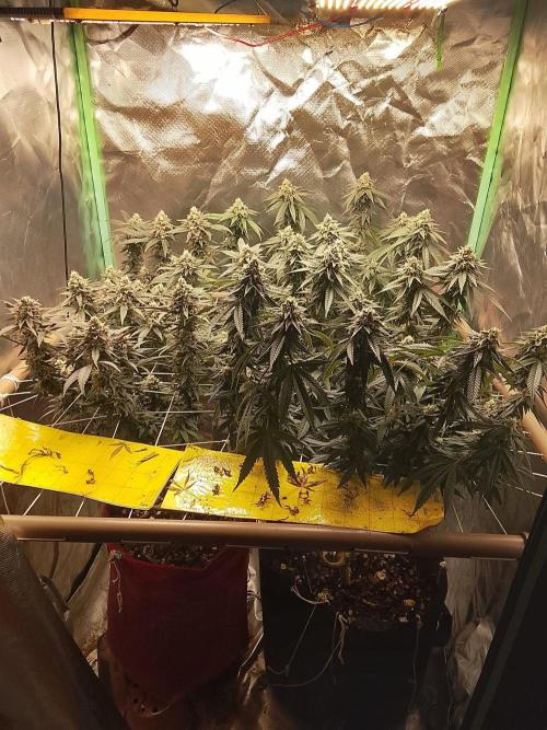 ETHOS Grape Diamonds & Lemon Cherry Pie. Week 15