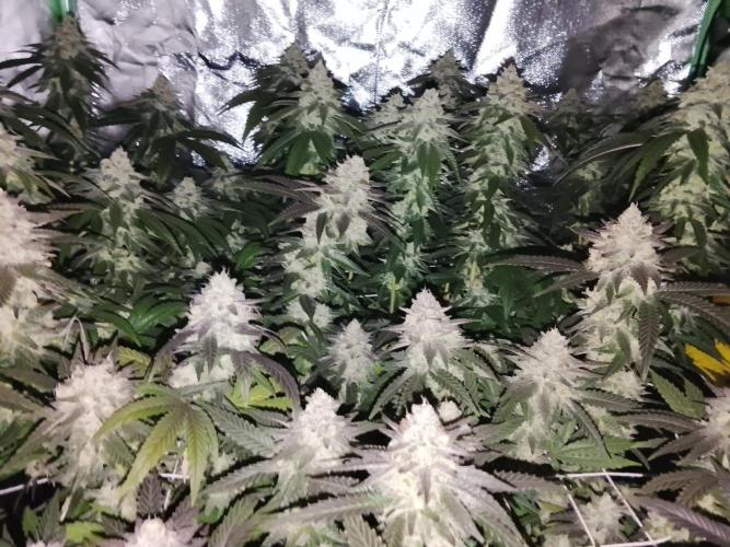 ETHOS Grape Diamonds & Lemon Cherry Pie. Week 15