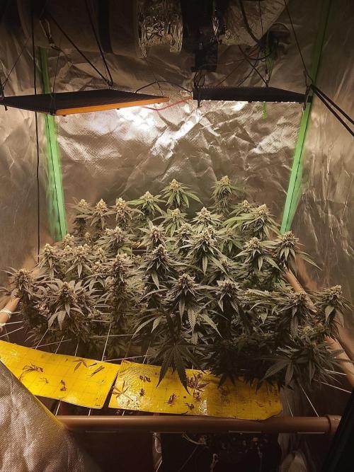 ETHOS Grape Diamonds & Lemon Cherry Pie. Week 15